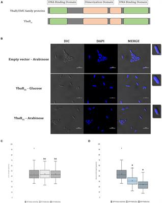 DNA-Binding Properties of YbaB, a Putative Nucleoid-Associated Protein From Caulobacter crescentus